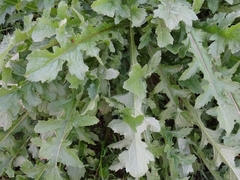 Mantisalca salmantica