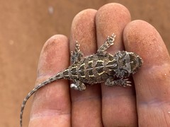 Tympanocryptis petersi