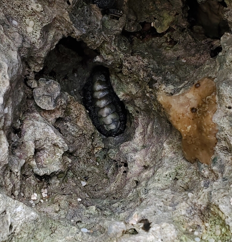Acanthochitona viridis observed 2021-03-28