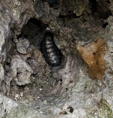 Acanthochitona viridis