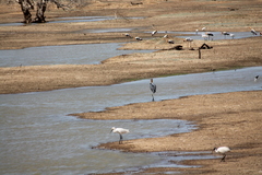 Leptoptilos javanicus