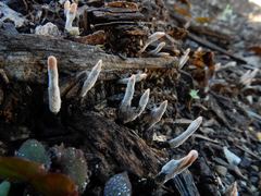 Xylaria hypoxylon