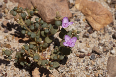 Portulaca digyna