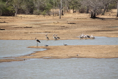 Leptoptilos javanicus