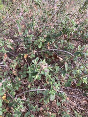 Cistus salviifolius