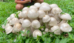 Macrocybe spectabilis