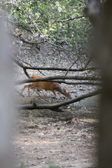 Muntiacus vaginalis