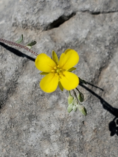 Image of Physaria recurvata by (c) Jo Roberts, some rights reserved (CC BY)