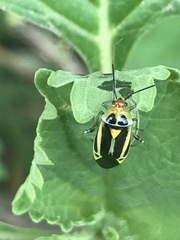 Poecilocapsus nigriger