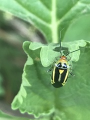 Poecilocapsus nigriger