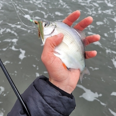 Hyperprosopon ellipticum