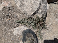 Chylismia multijuga
