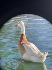 Anas platyrhynchos domesticus