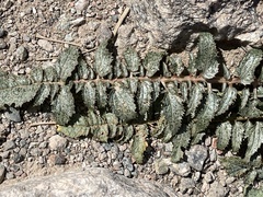 Chylismia multijuga