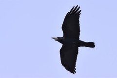 Corvus frugilegus