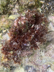Melanamansia glomerata