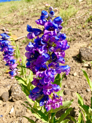 Penstemon glaber brandegeei