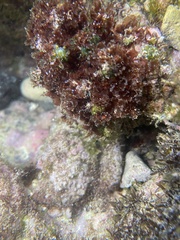 Melanamansia glomerata