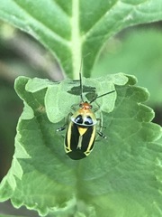 Poecilocapsus nigriger