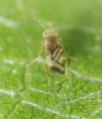 Leptomastidea abnormis