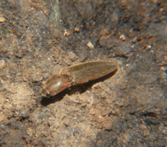Gambrinus griseus