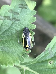 Poecilocapsus nigriger