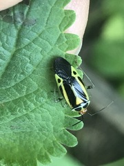 Poecilocapsus nigriger