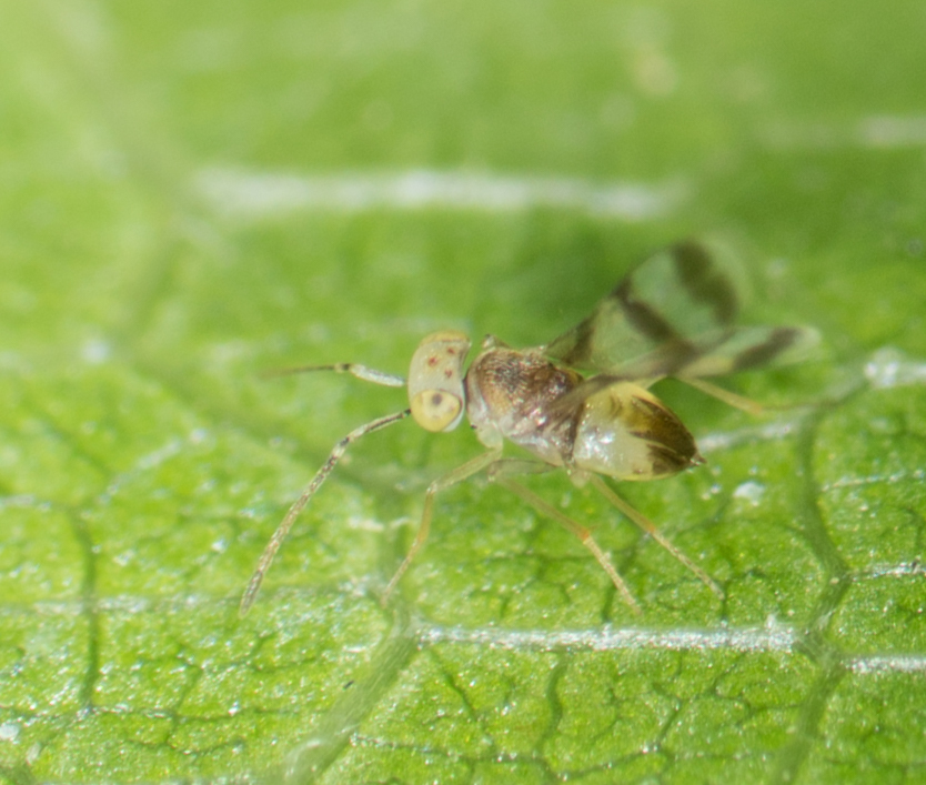 Parasitoid wasp