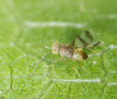 Leptomastidea abnormis