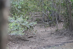 Panthera pardus kotiya