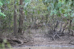 Panthera pardus kotiya