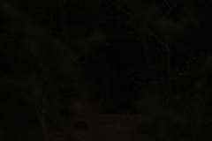 Panthera pardus kotiya