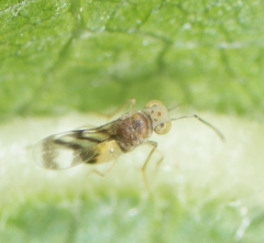 Leptomastidea abnormis