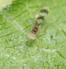 Leptomastidea abnormis