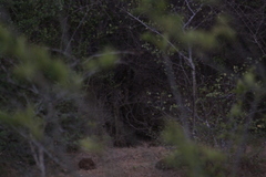 Panthera pardus kotiya