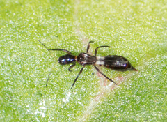 Franklinothrips vespiformis