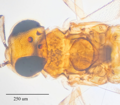 Leptomastidea abnormis