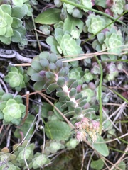 Sedum spathulifolium