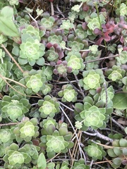 Sedum spathulifolium