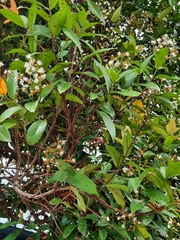 Syzygium nervosum