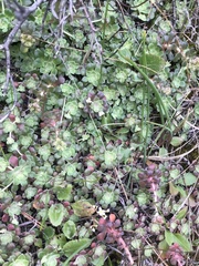 Sedum spathulifolium