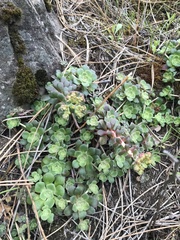 Sedum spathulifolium