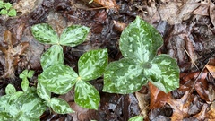 Trillium luteum