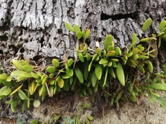 Pyrrosia adnascens