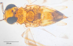 Leptomastidea abnormis