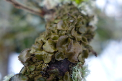 Melanohalea exasperata