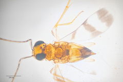 Leptomastidea abnormis