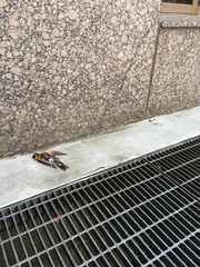 Turdus migratorius