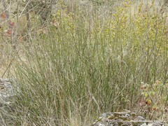 Chrysojasminum fruticans