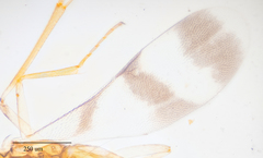 Leptomastidea abnormis